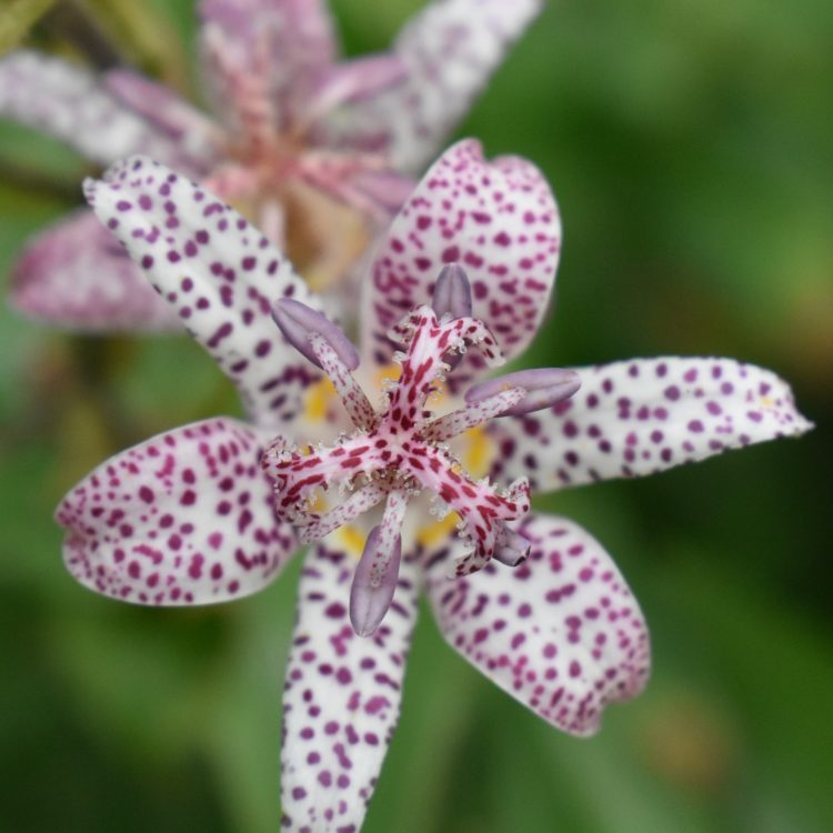 Tricyrtis hirta