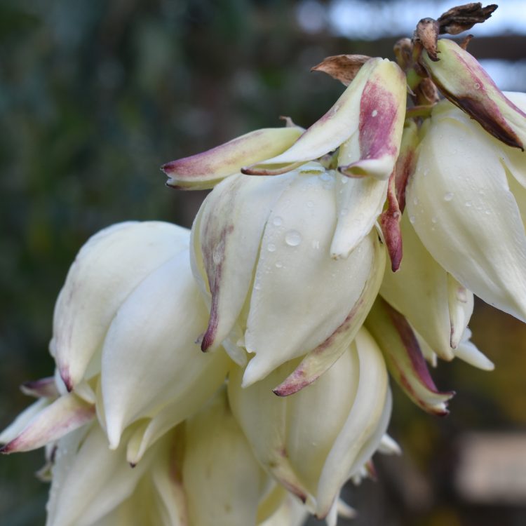 Yucca ‘Vittorio-Emmanuele’