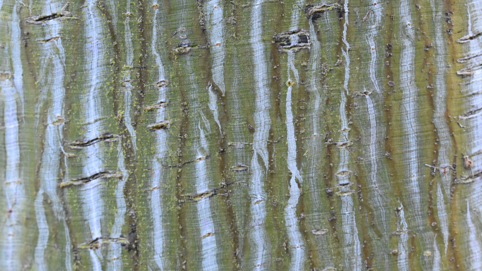 Acer 'Silver Vein'