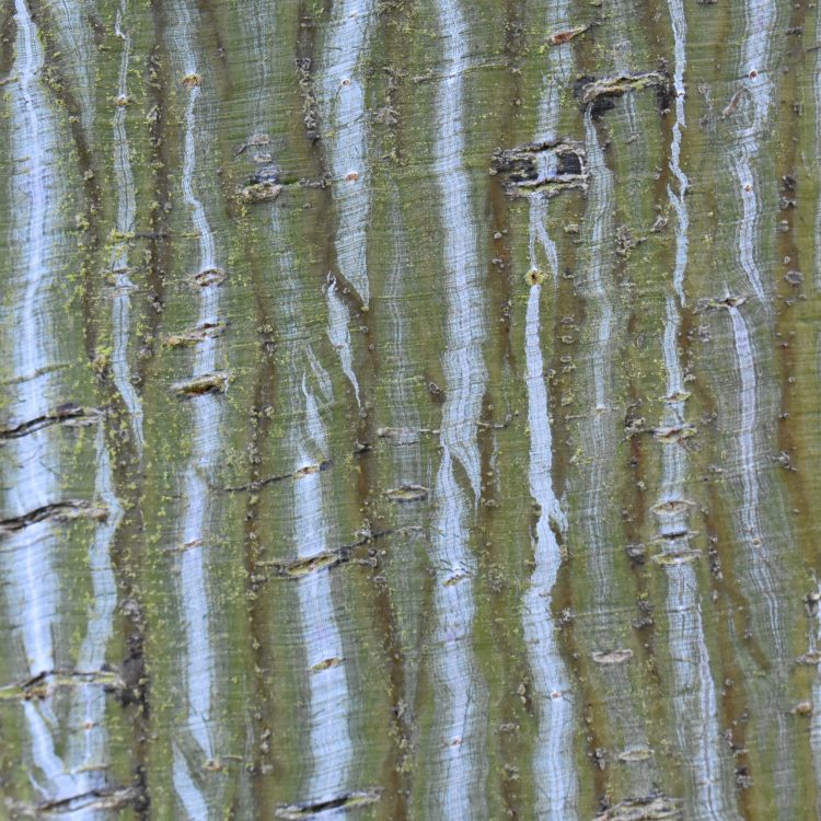 Acer ‘Silver Vein’