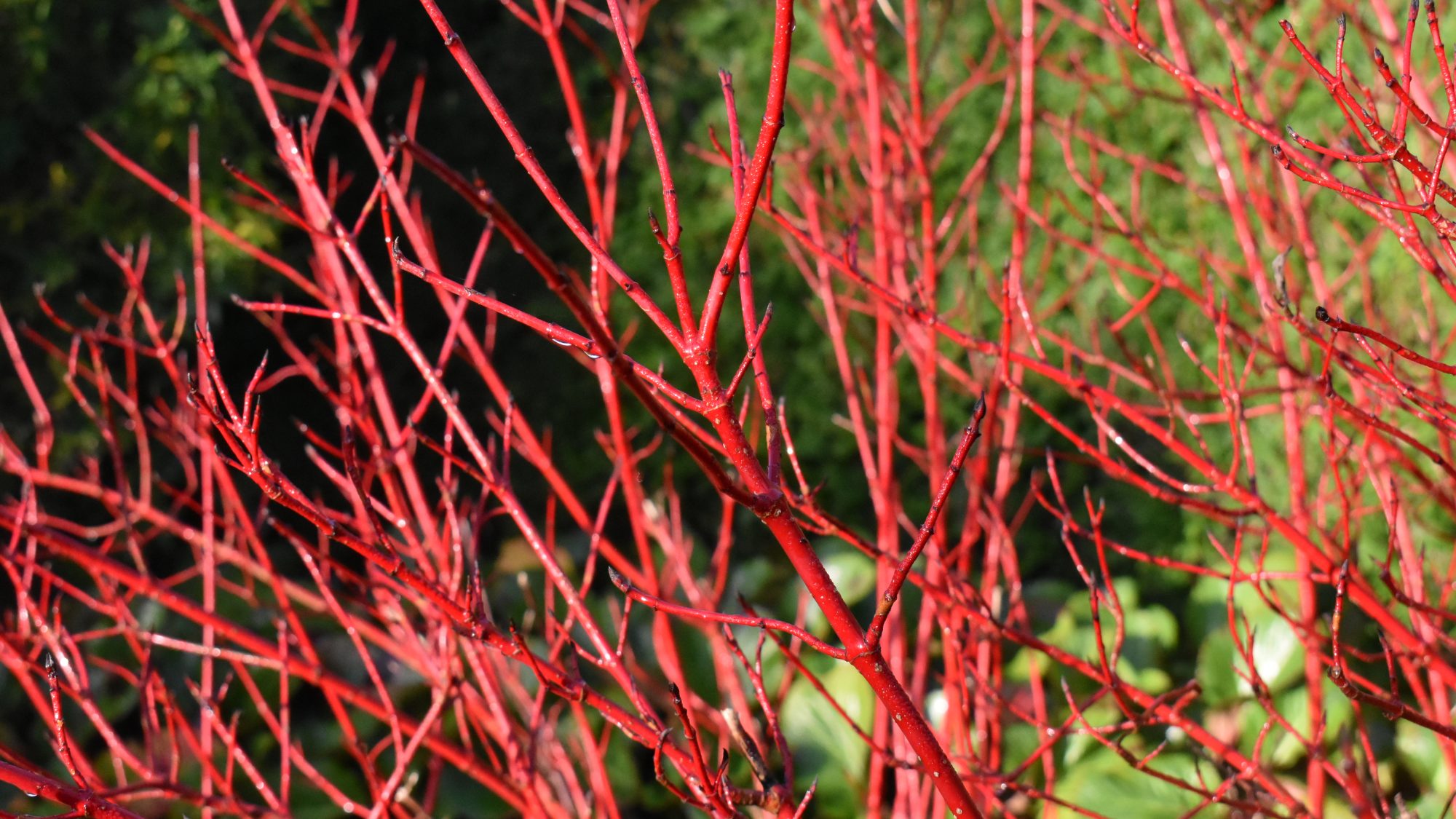 Cornus alba 'Sibirica'