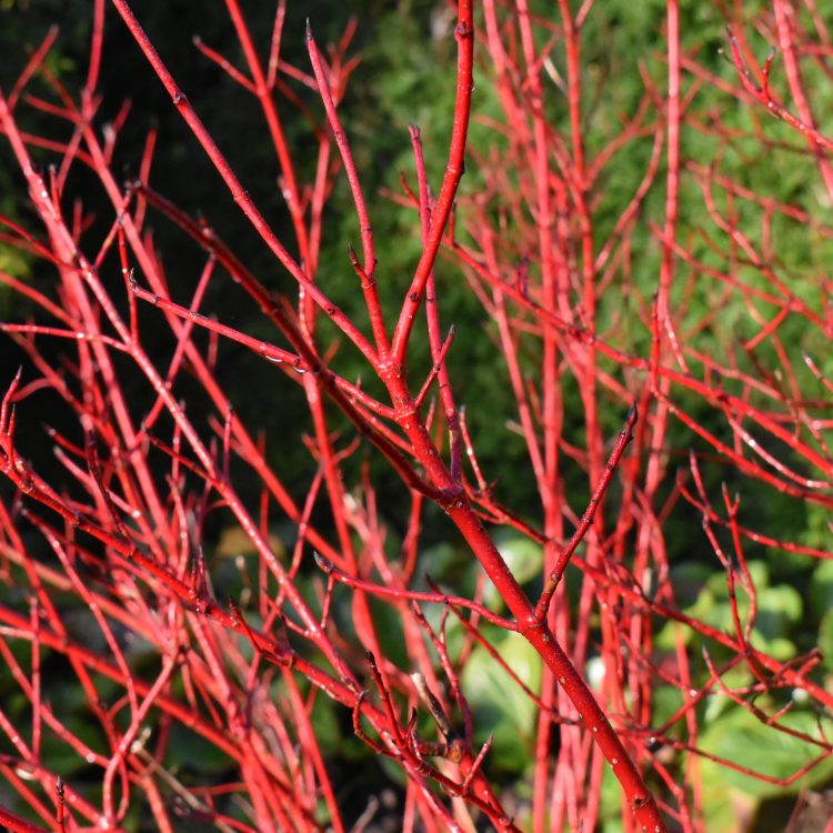 Cornus alba ‘Sibirica’