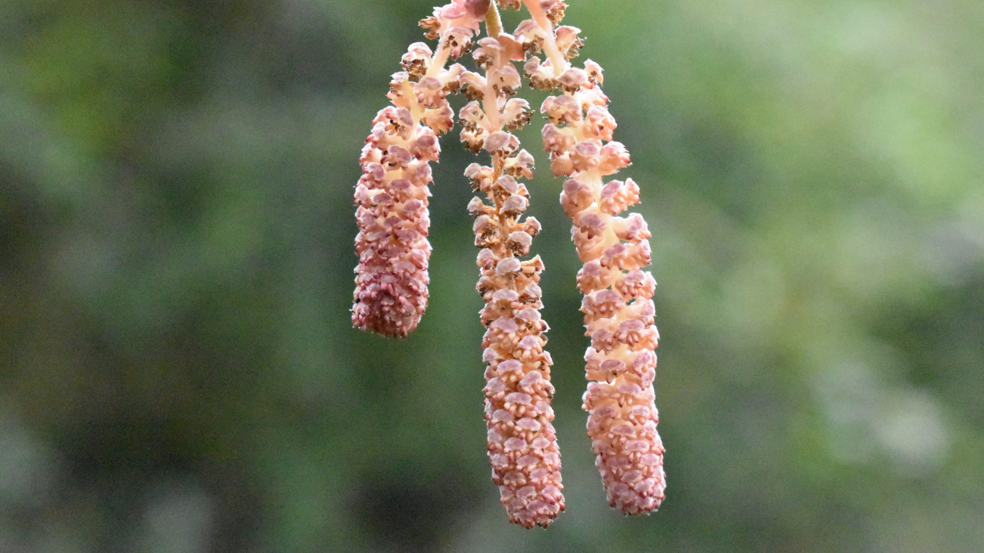 Pendent pink-purple-tinged catkins.