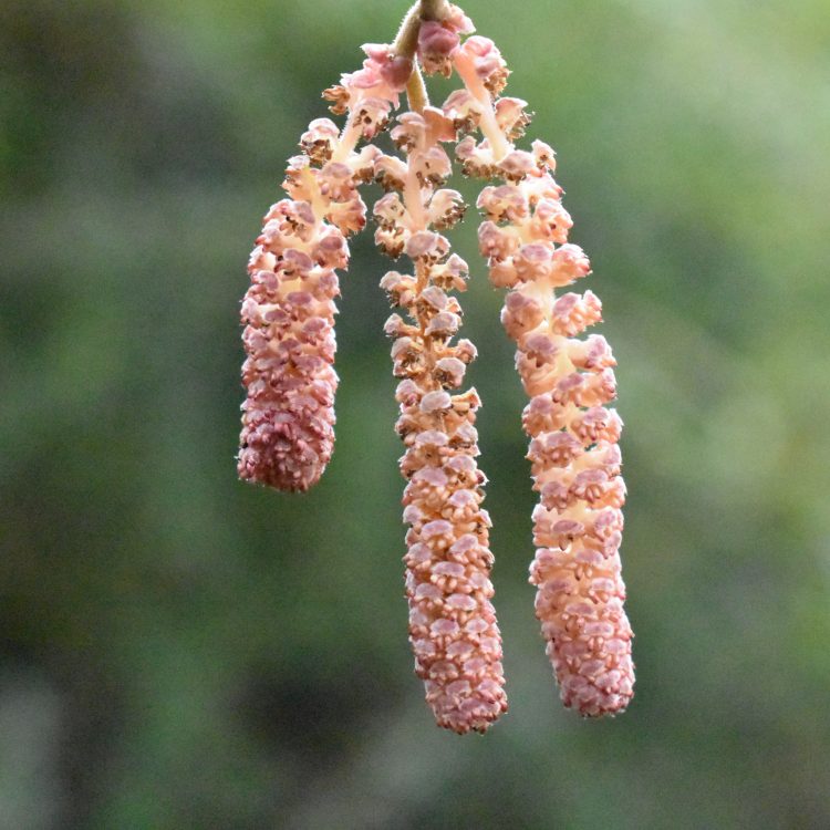 Corylus maxima ‘Purpurea’