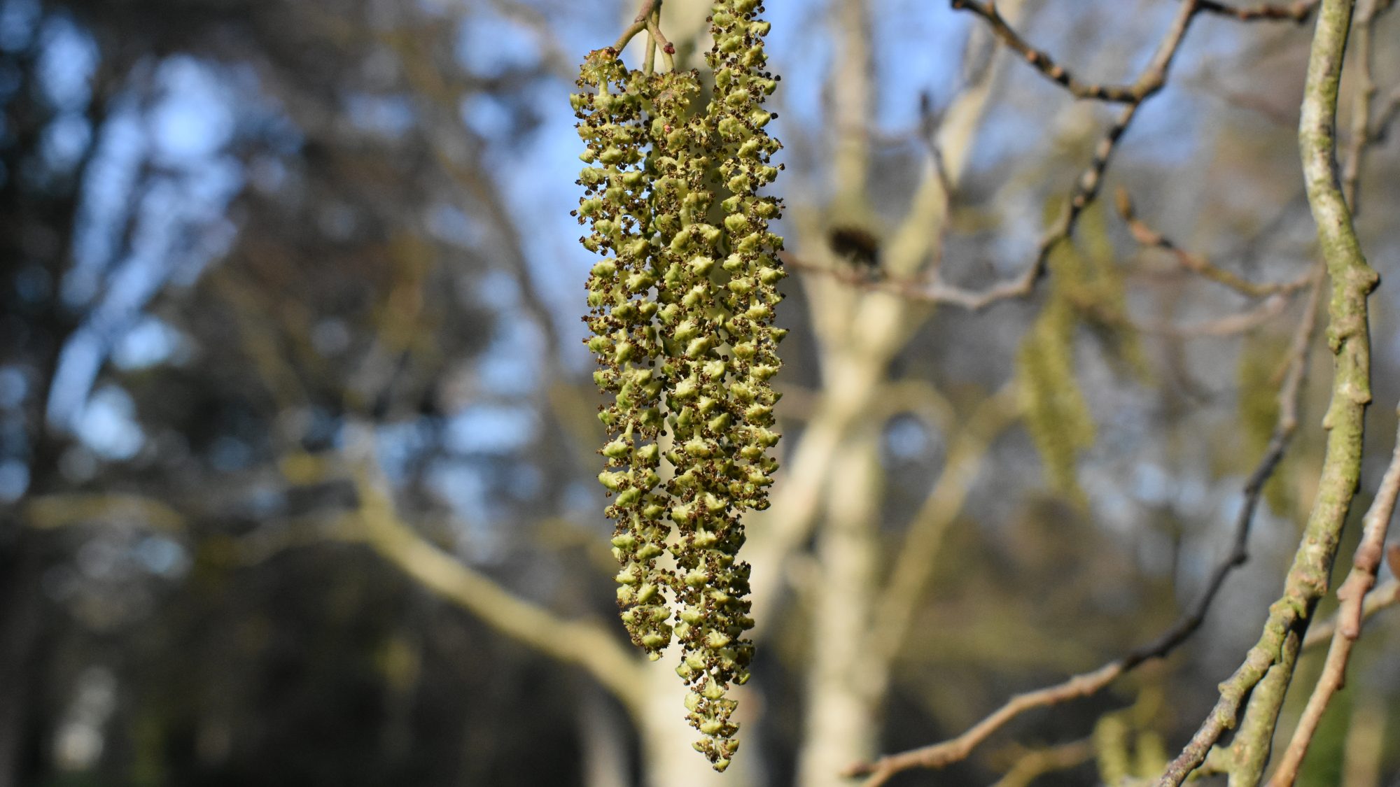Alnus subcordata
