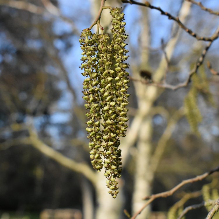 Alnus subcordata