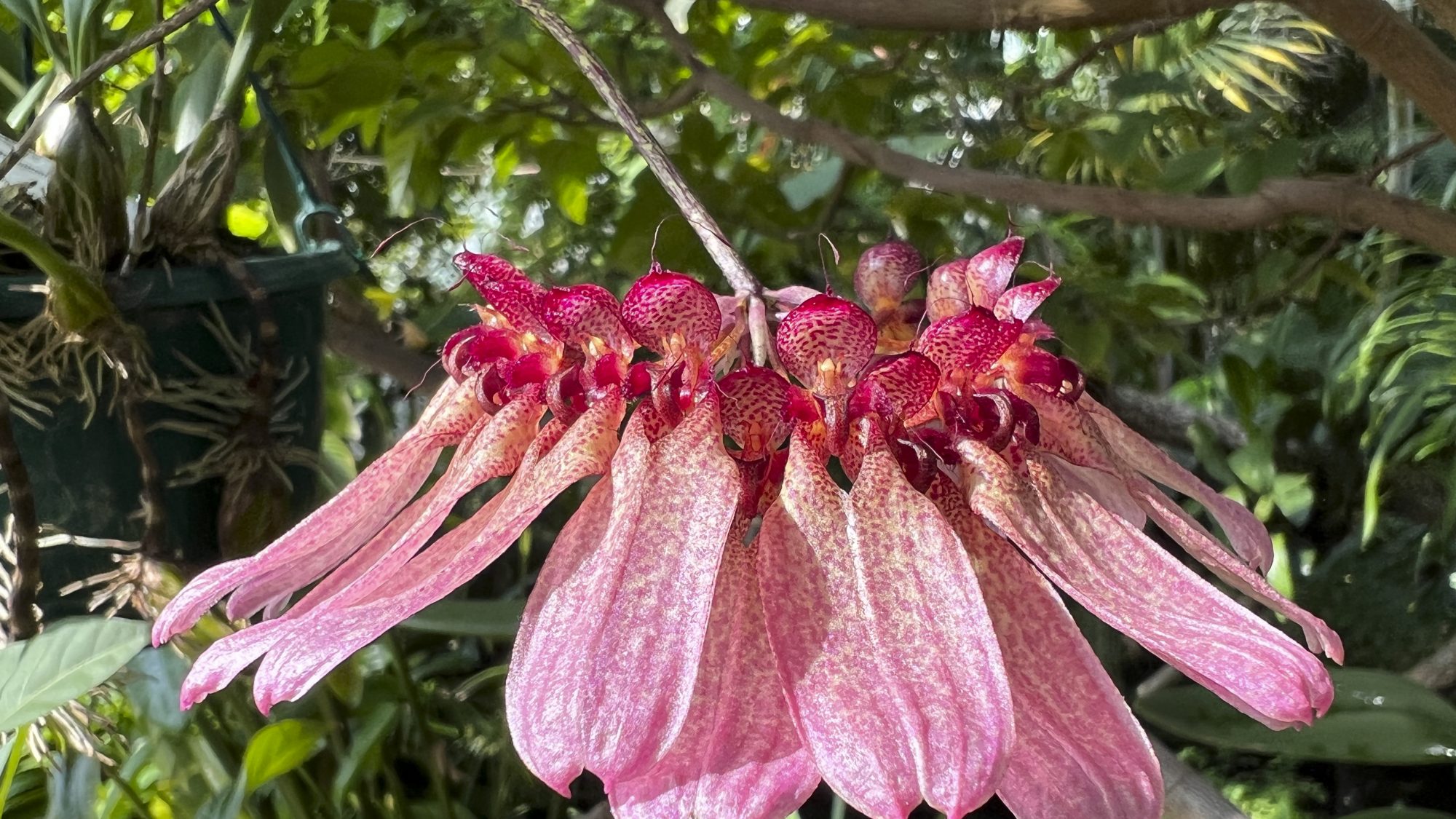 big pink orchid with lots of flowers in a circle.
