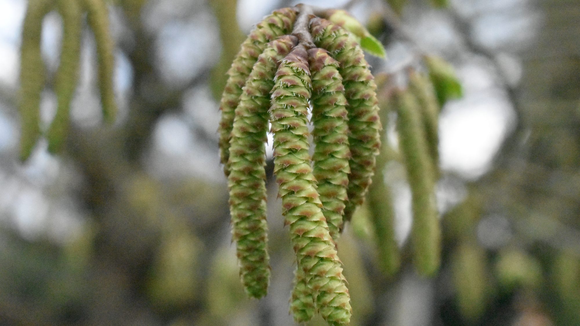 Cluster of slender green catkins with brown-tipped bracts.