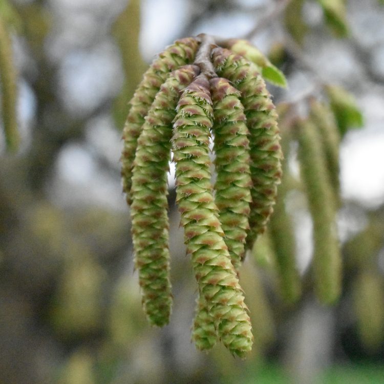Ostrya virginiana
