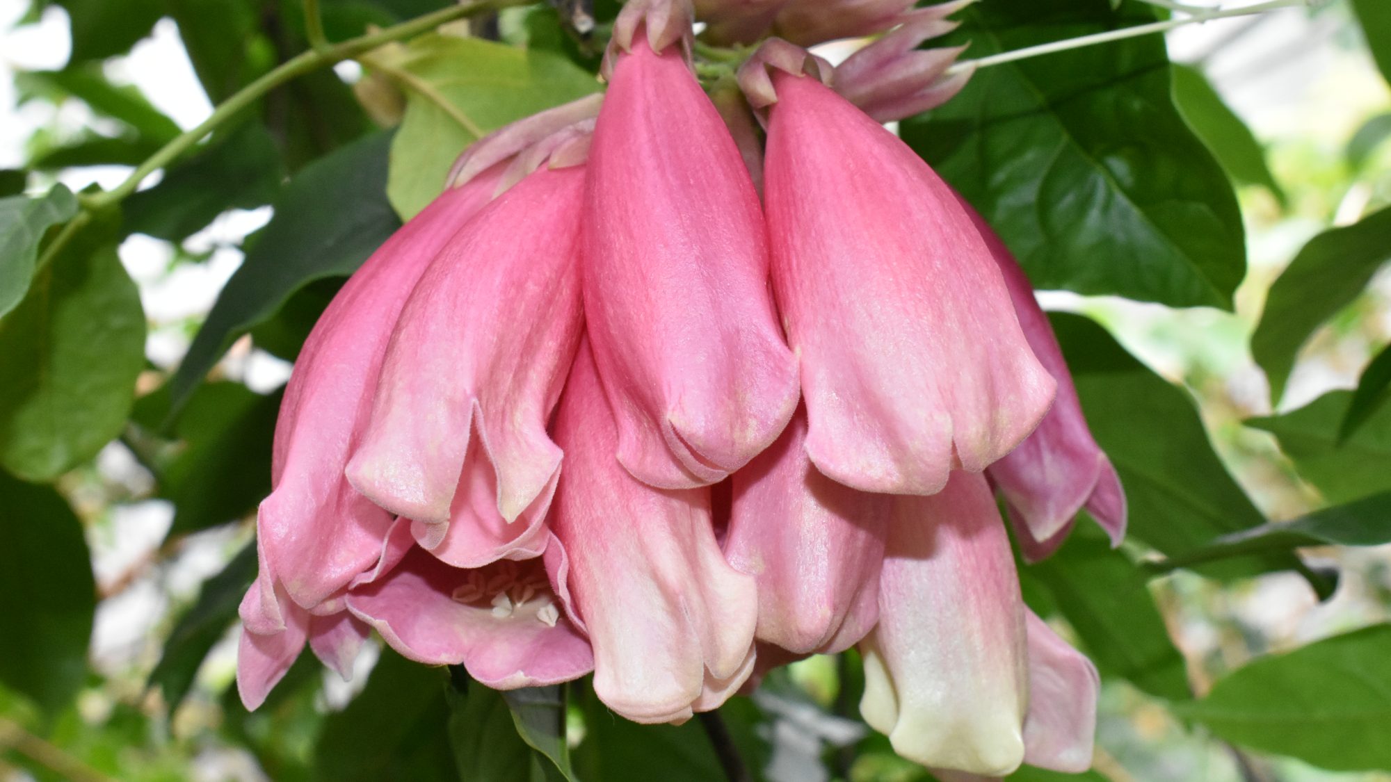 Tecomanthe dendrophila