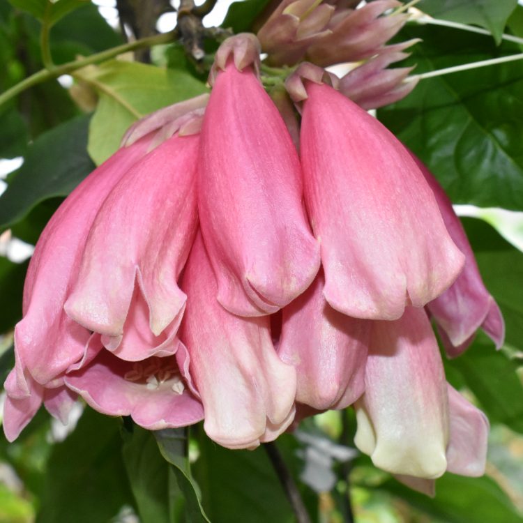 Tecomanthe dendrophila