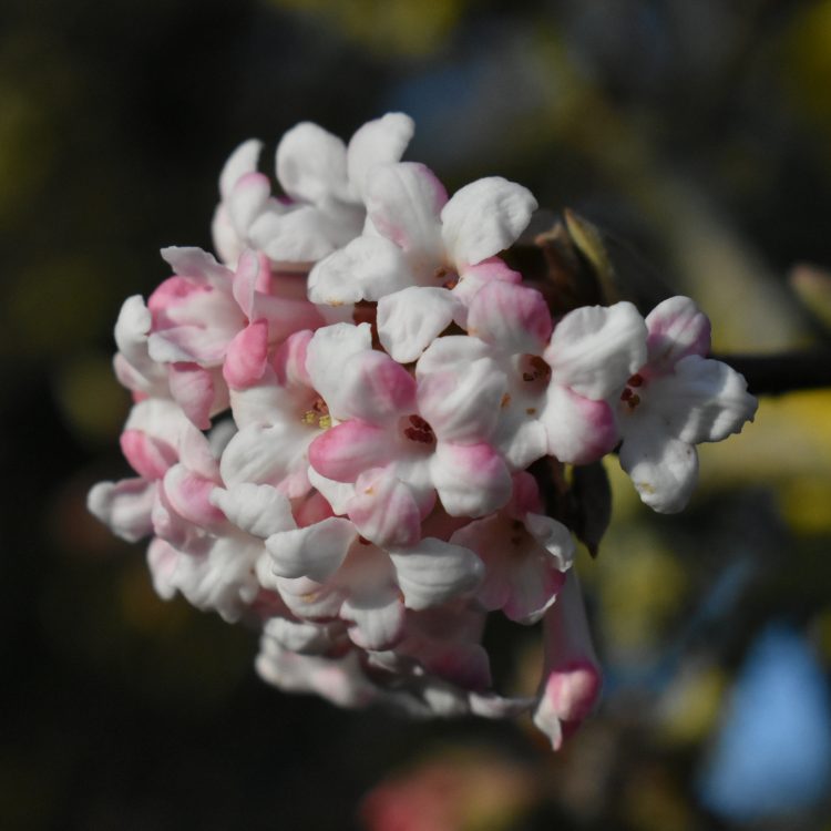 Viburnum x bodnantense ‘Dawn’