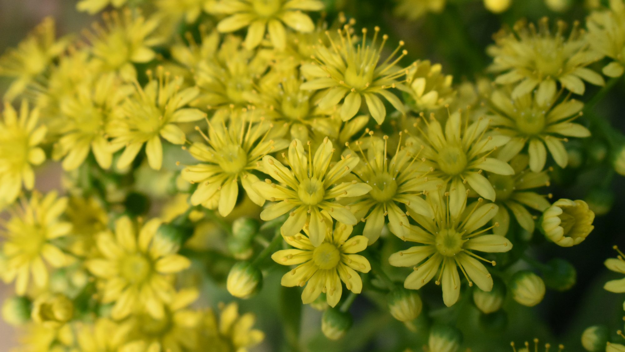 Aeonium spathulatum
