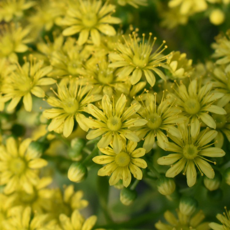 Aeonium spathulatum