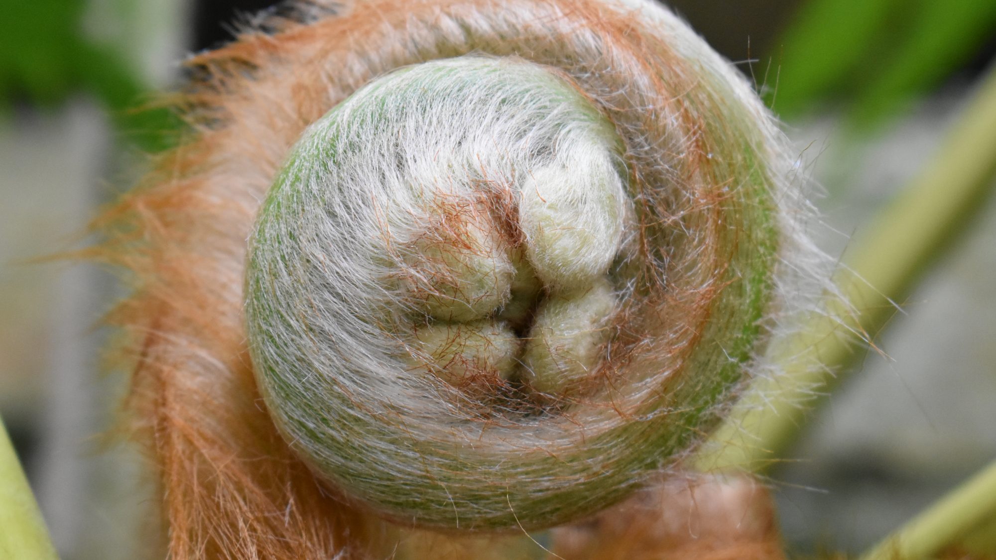 Cibotium schiedei