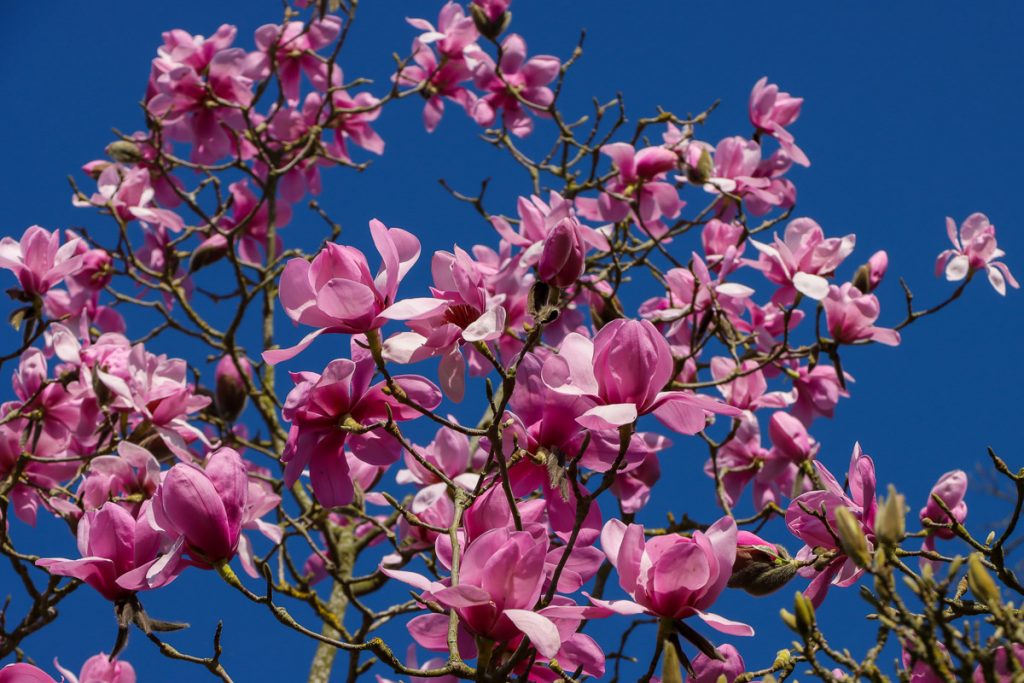 bright pink magnolia flowers against a deep blue sky