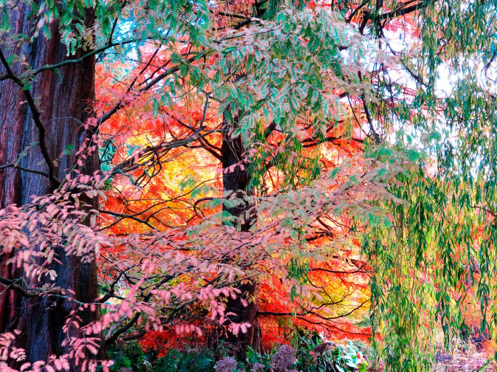 photo of trees in CUBG showing different autumnal colours and depths of textures