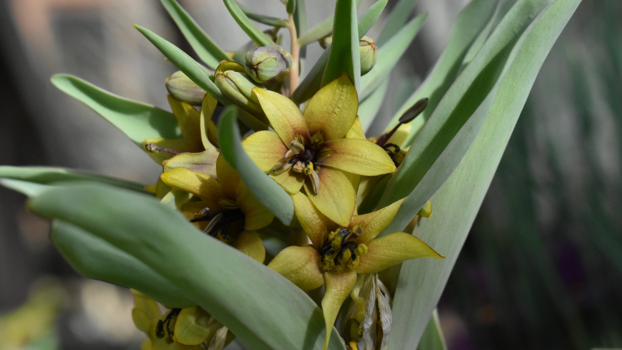 Fritillaria sewerzowii