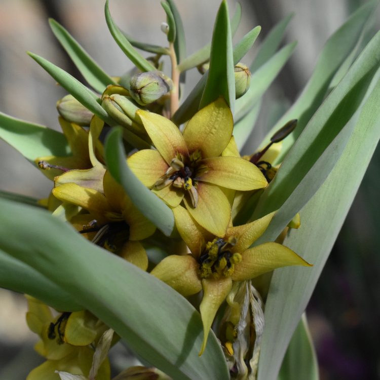 Fritillaria sewerzowii