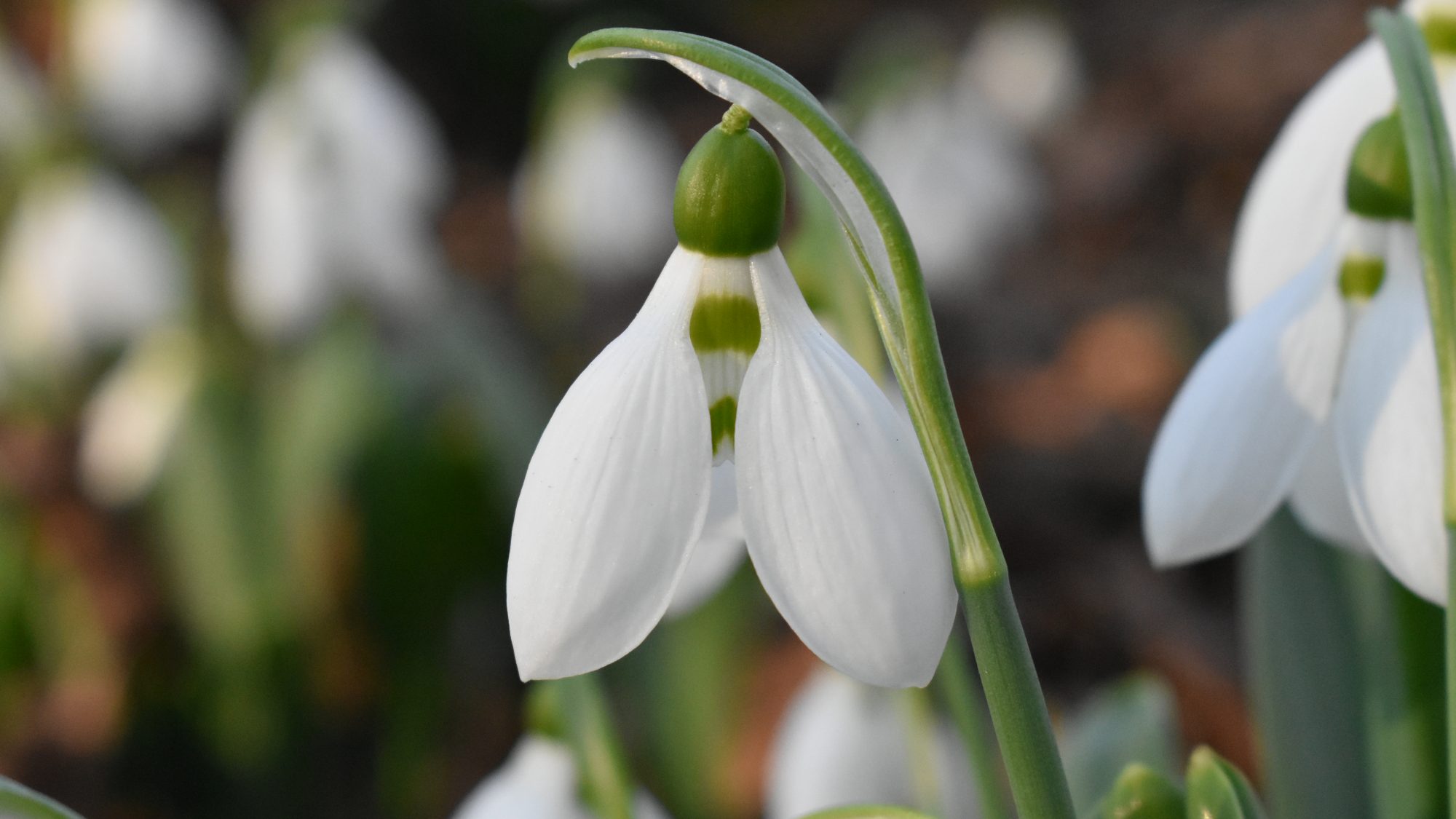 Galanthus elwesii var. elwesii