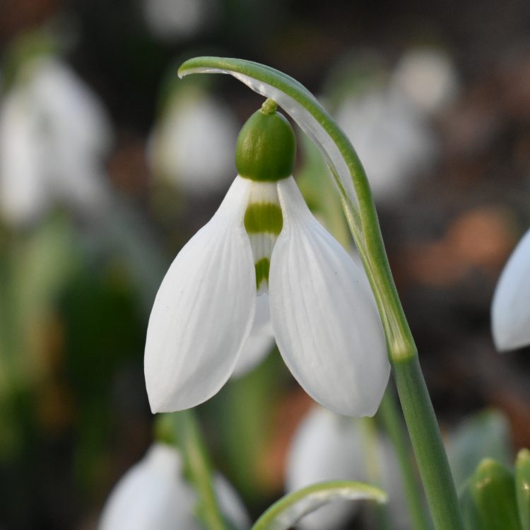 Galanthus elwesii var. elwesii