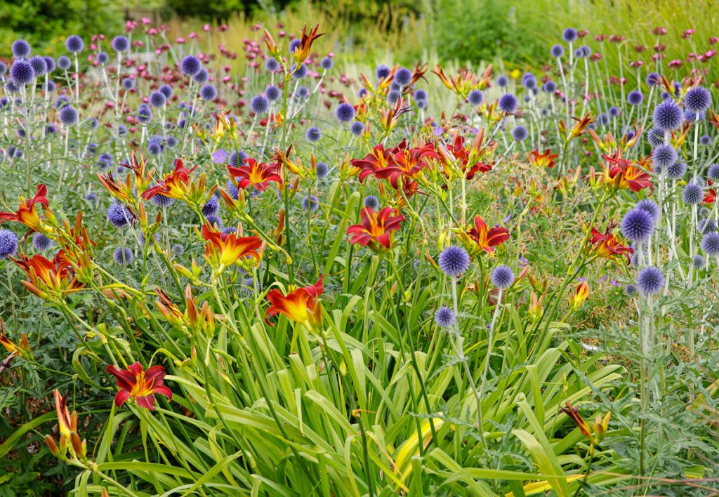 Bright red, yellow and purple flowers