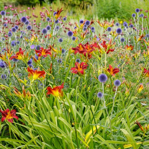Photography Competition – Discovery in Cambridge University Botanic Garden