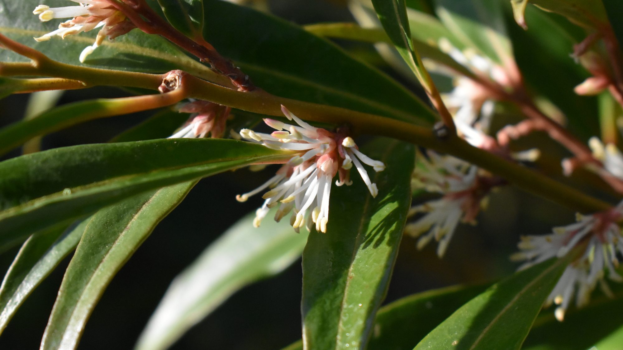 White tassel-like flowers on red stems with slender evergreen leaves.