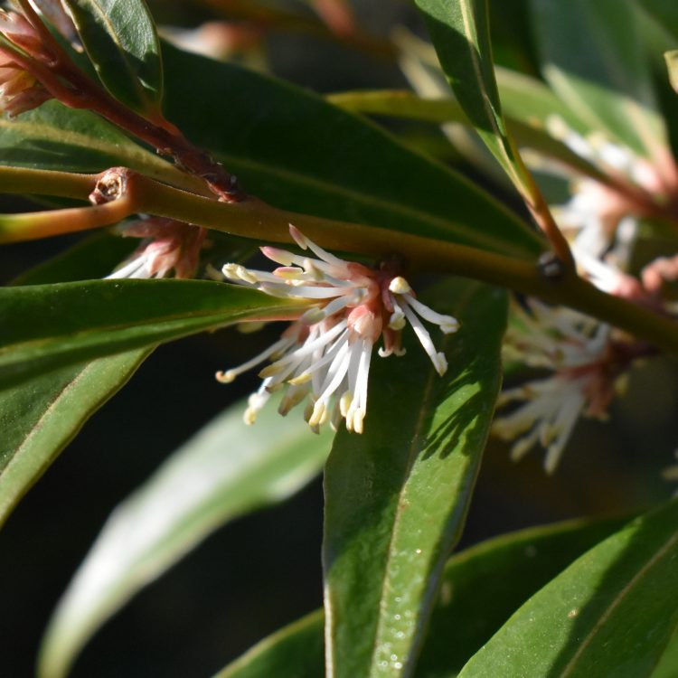Sarcococca hookeriana var. digyna