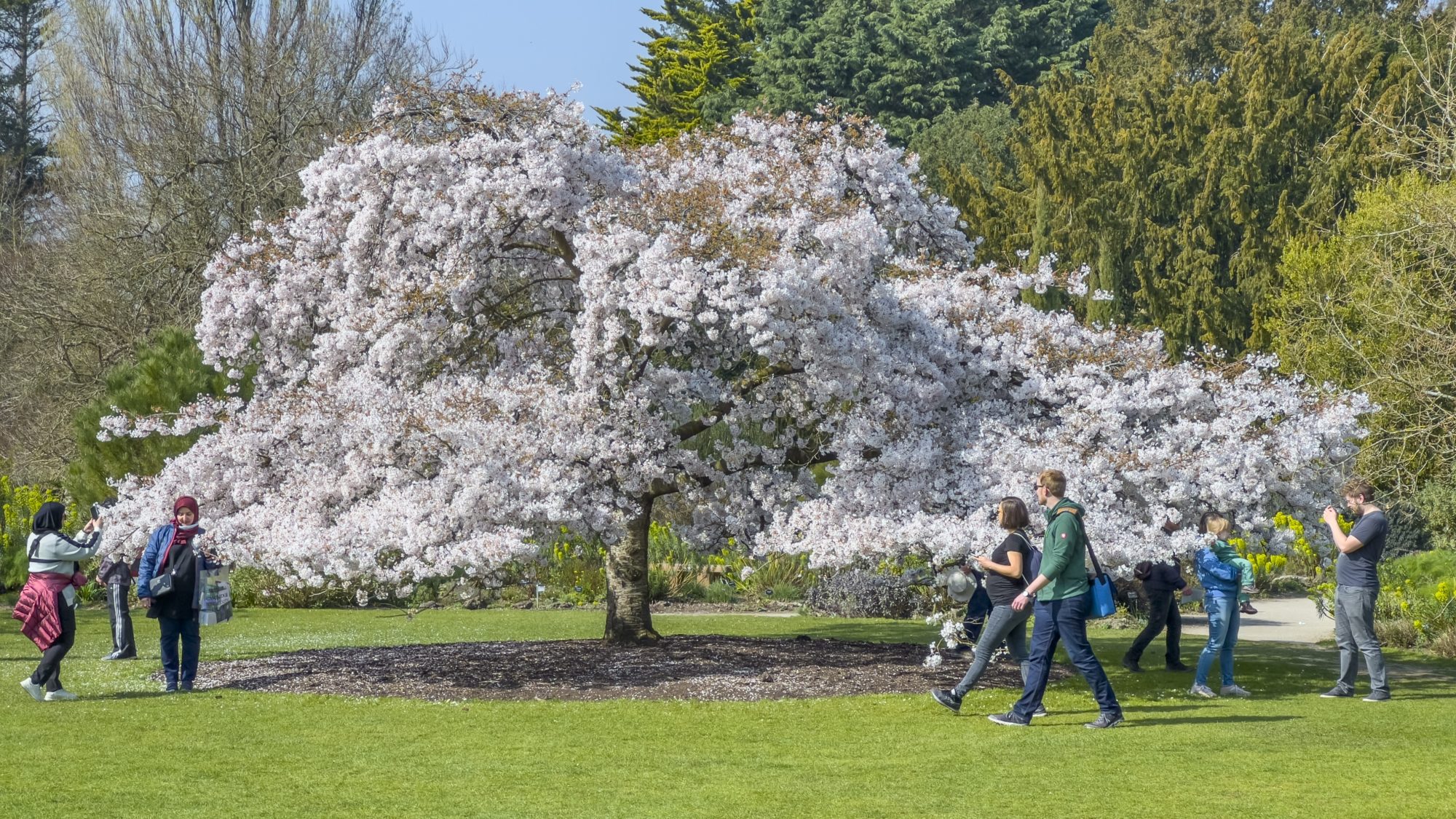 Japanese cherry blossom tree covered in white blossoms