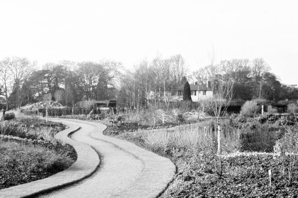 A meandering path leading through the newly-planted Winter Garden at Cambridge University Botanic Garden, taken in February 1980, looking towards Cory Lodge