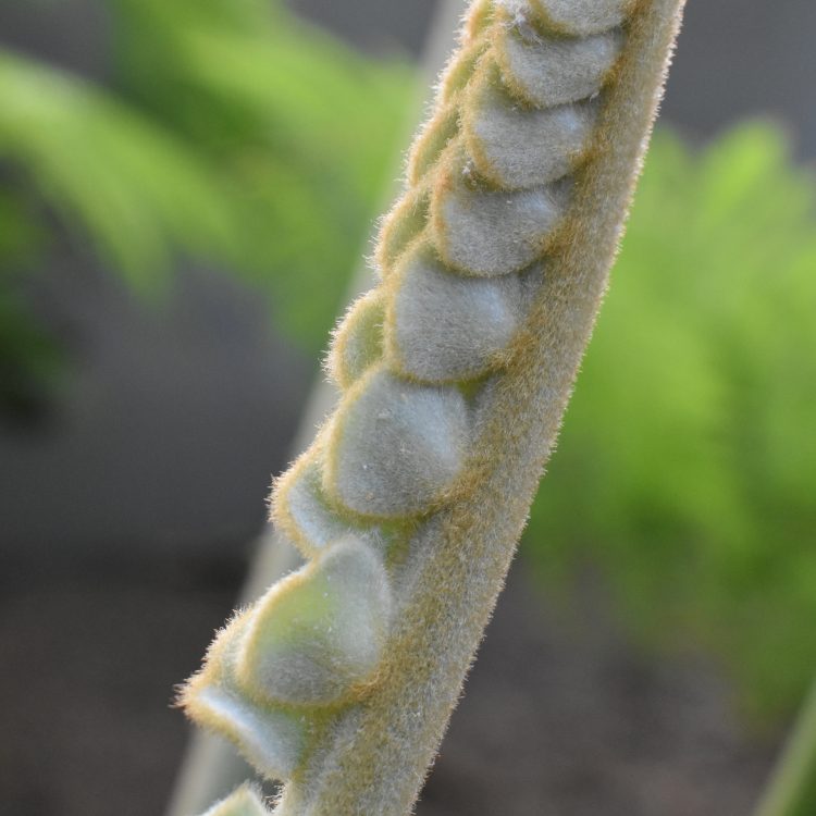 Zamia furfuracea