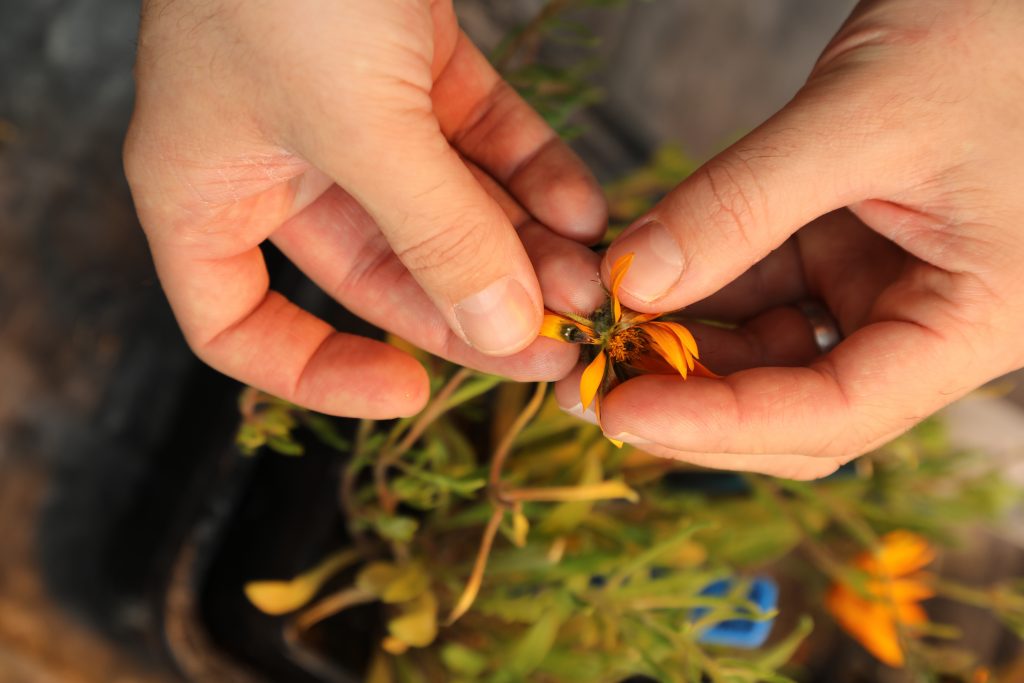 A pair of hands peeling back the orange petals of the South African daisy to show raised black/brown spot on a petal which is a structure on the plant resembling a female fly