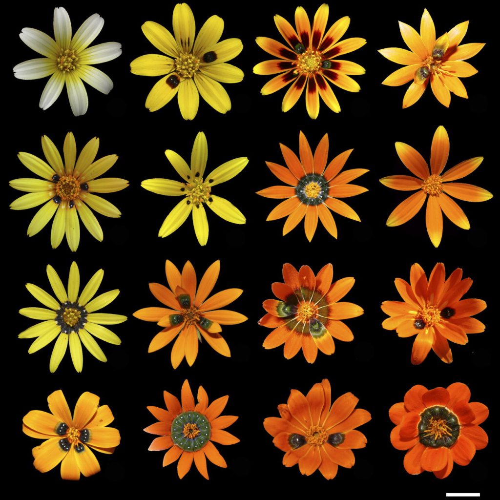 Four rows of four different yellow and orange daisies arranged in lines against a black background each wtih different spot variations on their petals 
