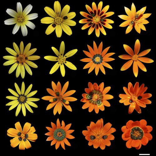 The deceptive daisy which has remixed its genes to make fake female flies