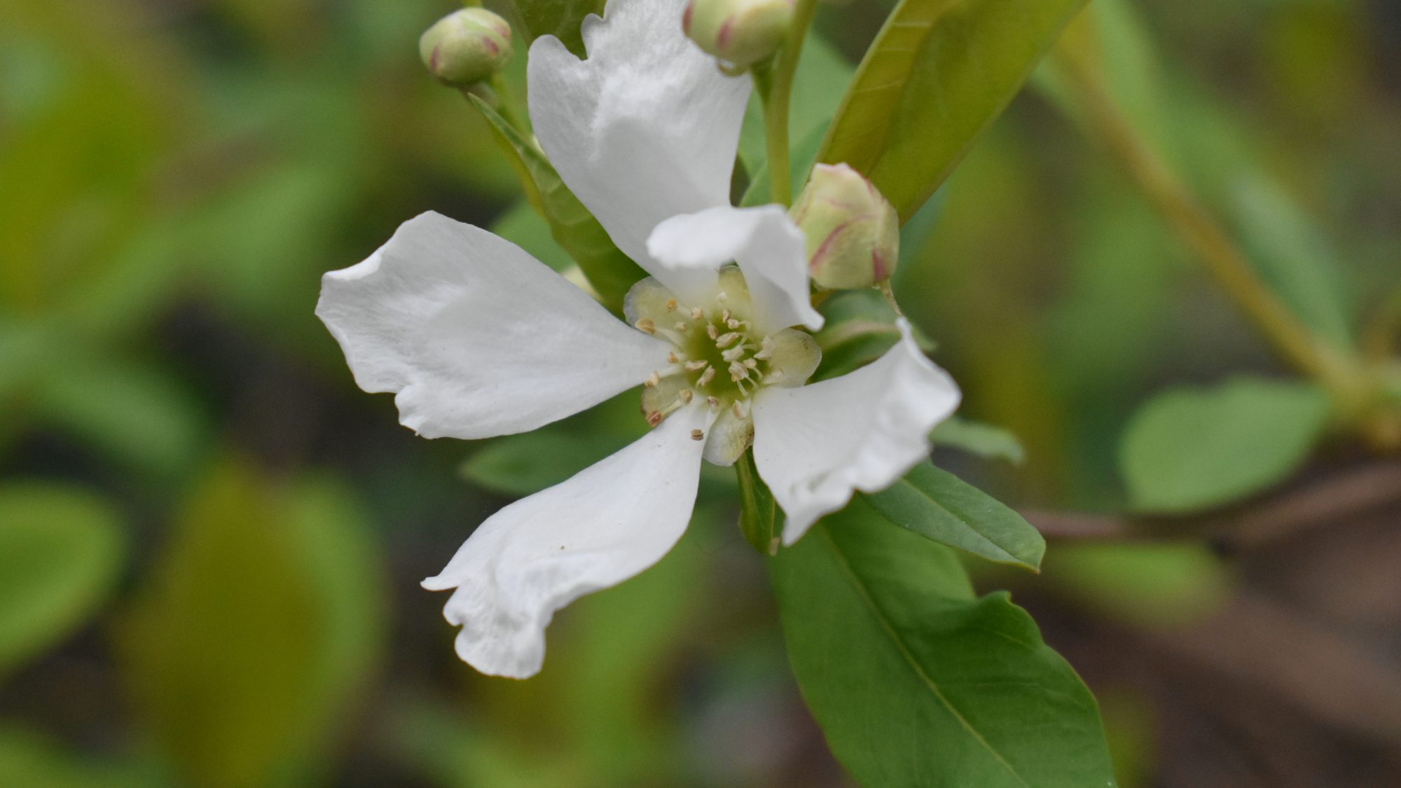 Open, white flower.