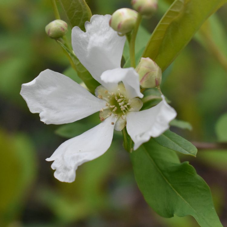 Exochorda racemosa ssp. serratifolia