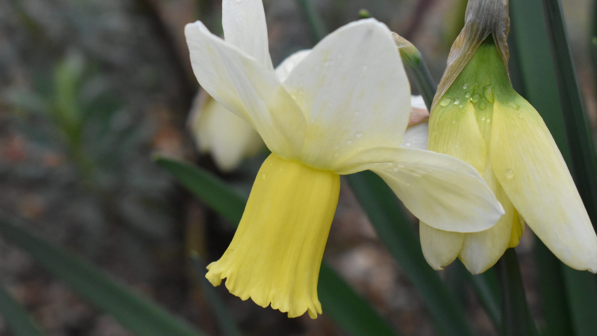Narcissus 'Surfside'