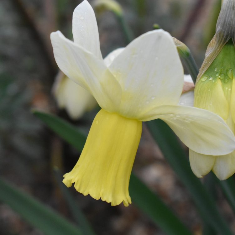 Narcissus ‘Surfside’