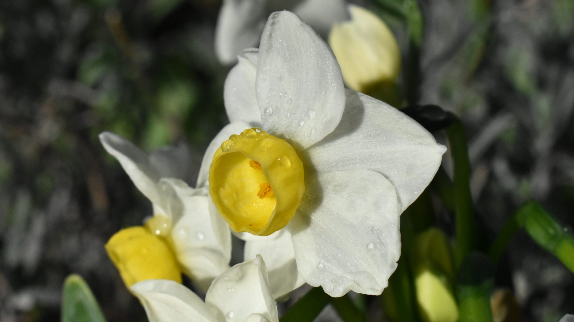 Narcissus tazetta 'Avalanche'
