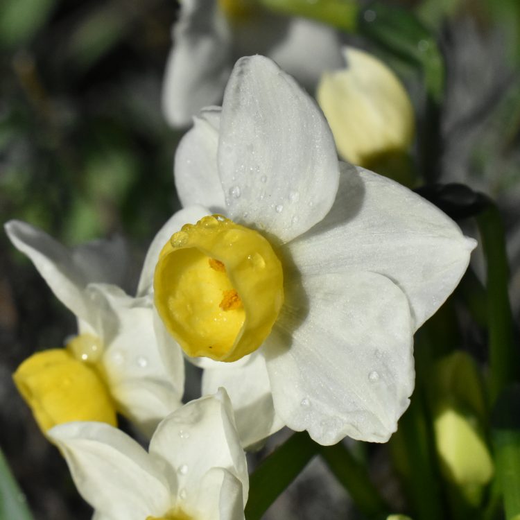 Narcissus tazetta ‘Avalanche’
