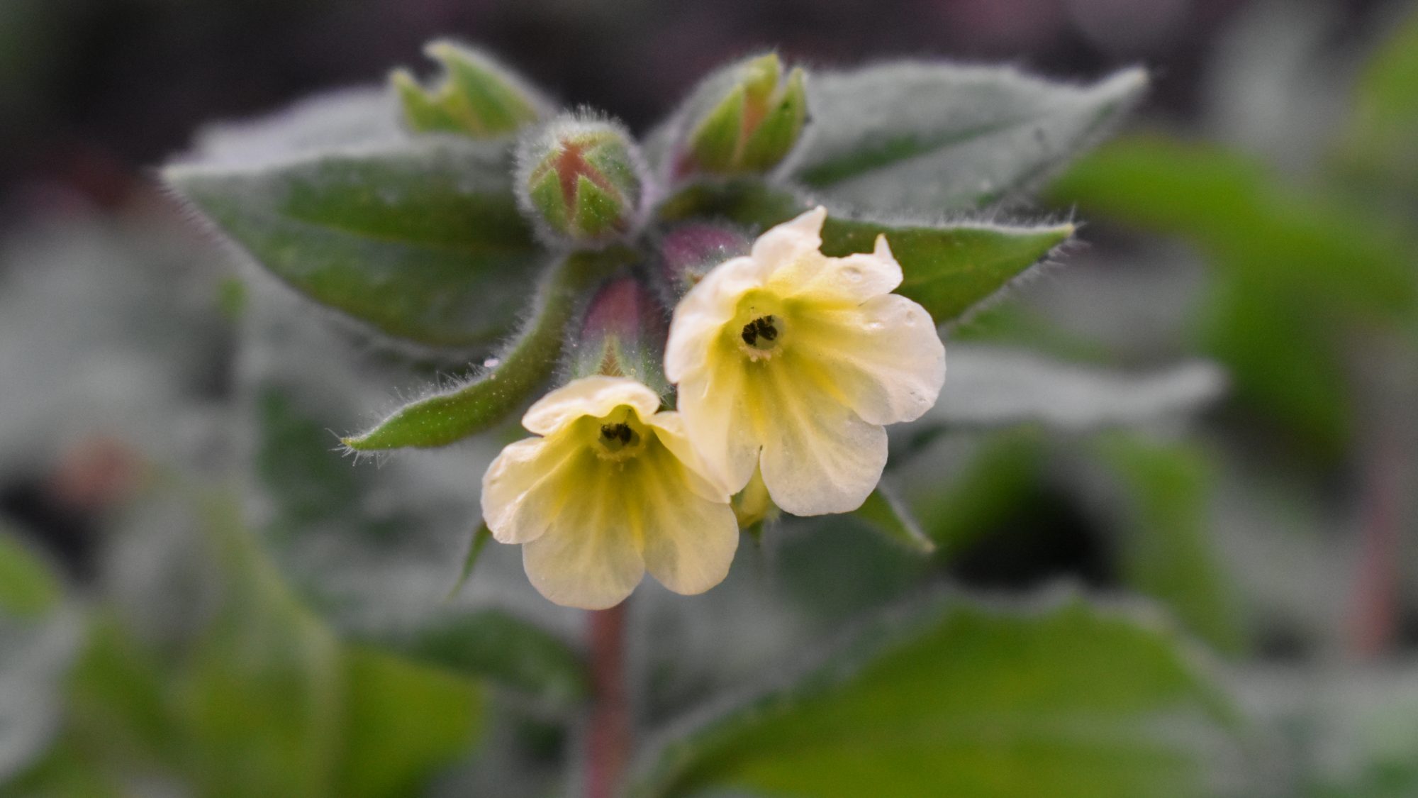 Delicate lemon flowers with hairy leaves.