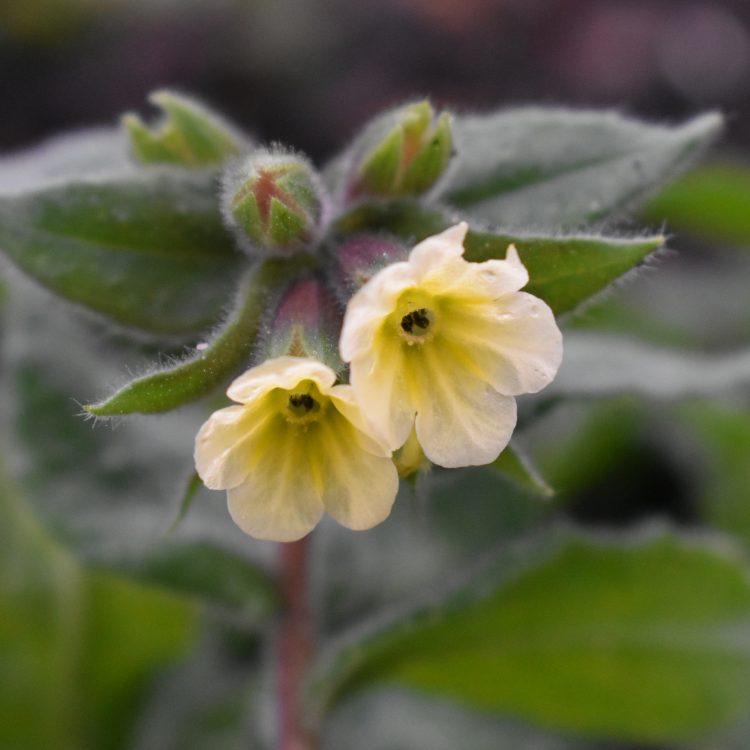 Nonea lutea