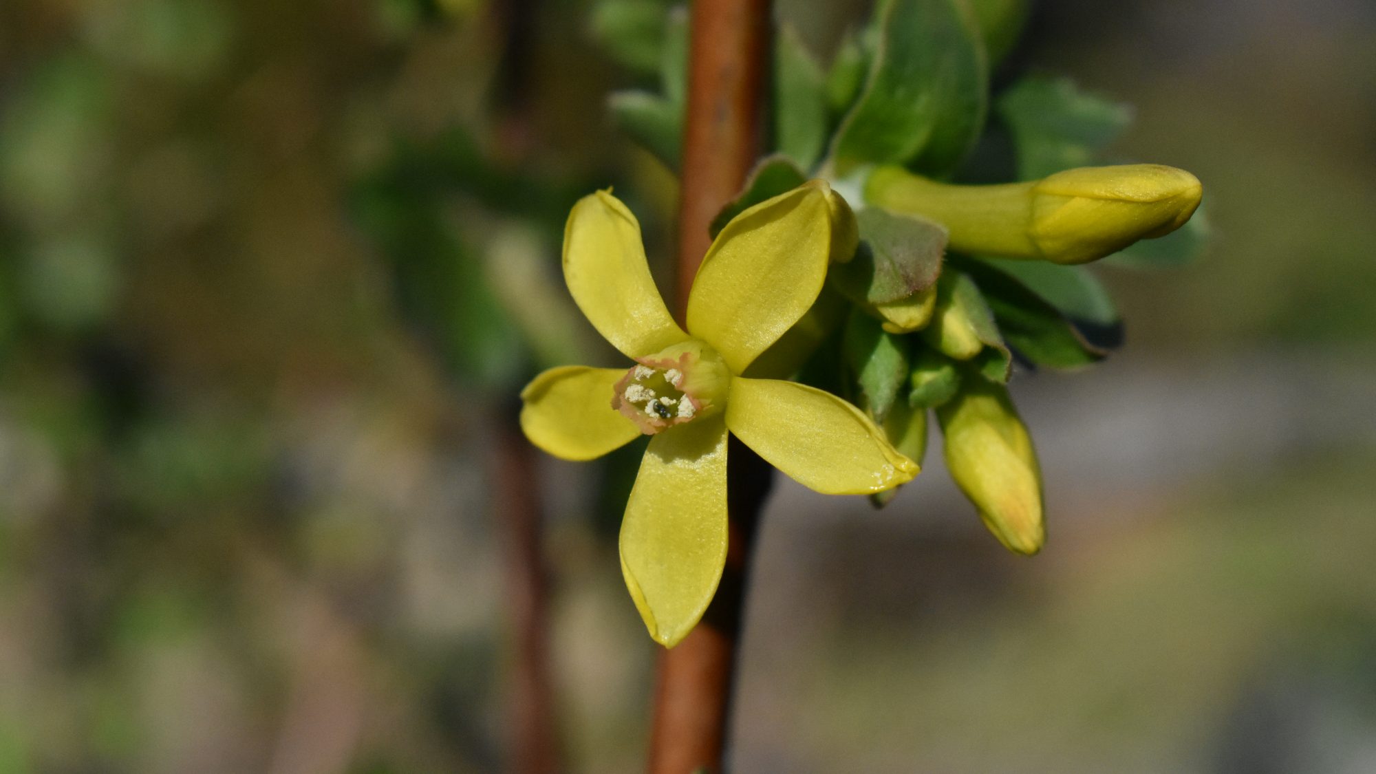 Ribes odoratum
