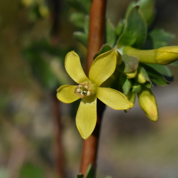 Ribes odoratum