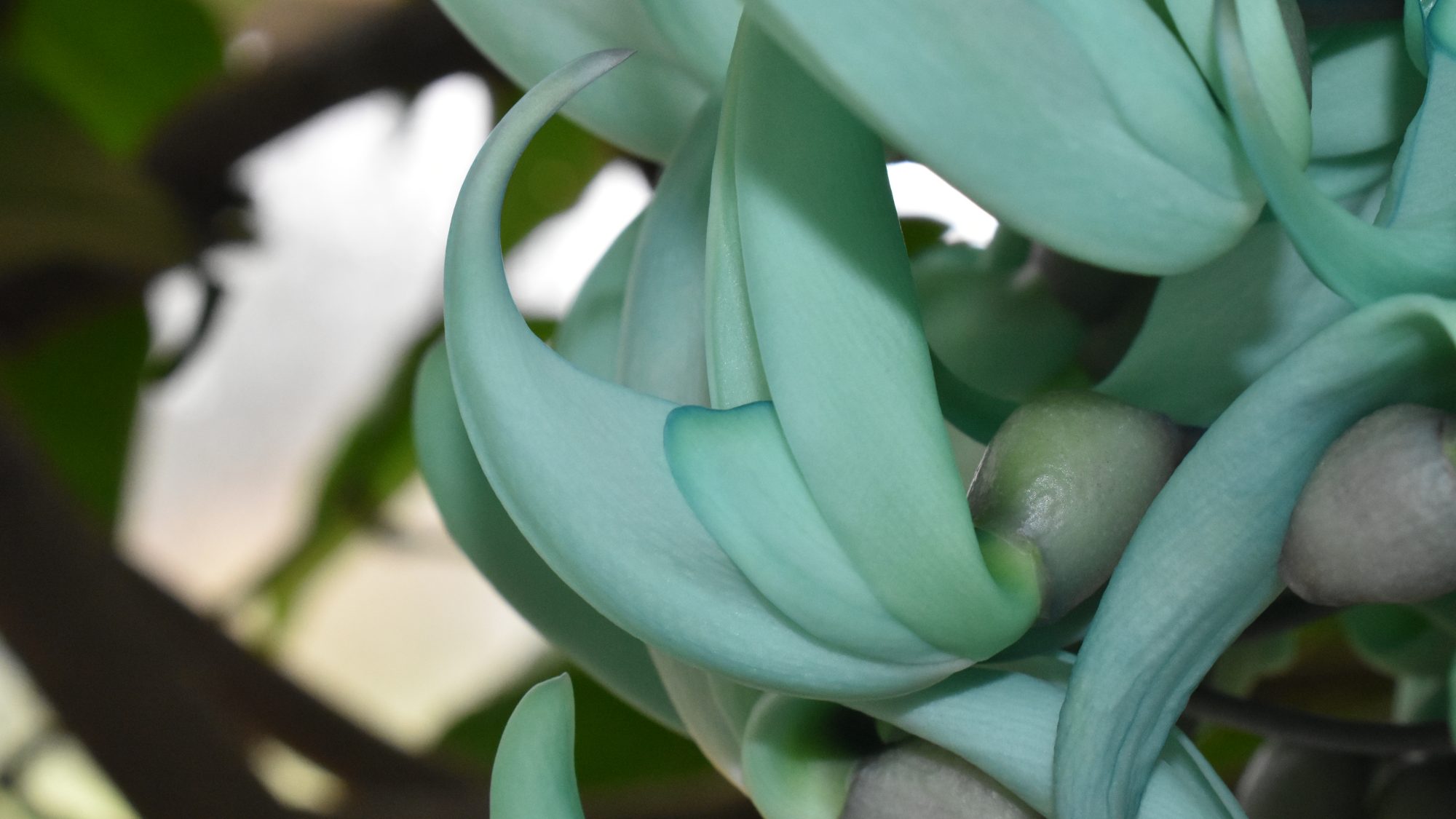 Jade-coloured, claw-like flowers.