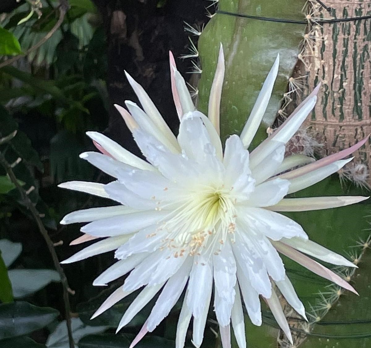 big white moonflower in full bloom