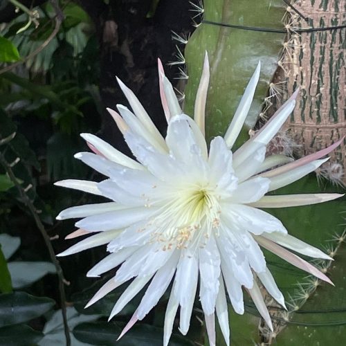 Moonflower flowering 2023 – timelapse
