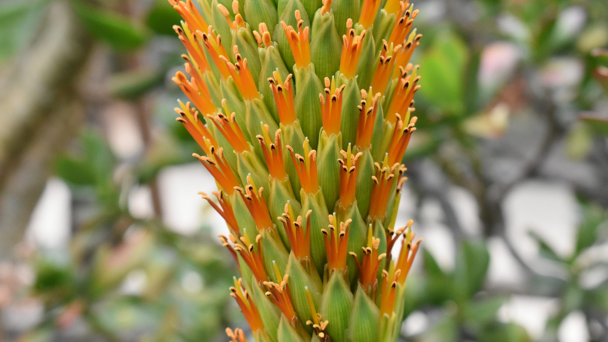 Aloe broomii