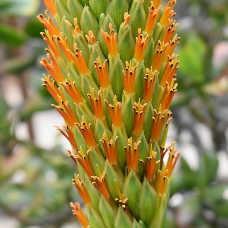 Aloe broomii